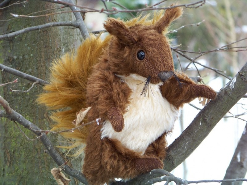 Eichhörnchen
