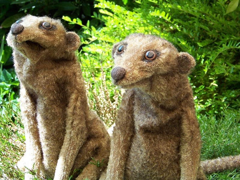 Erdmännchen